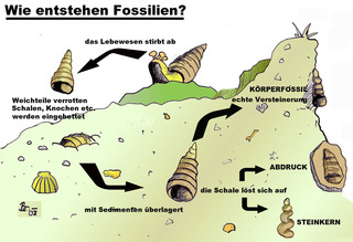 Fossilien Biologie
