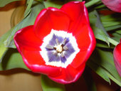 Tulpenbilder