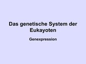 das Genetische bei Eukaryoten