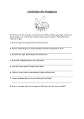 Arbeitsblatt zur Einführung Bienen in der 7. Klasse