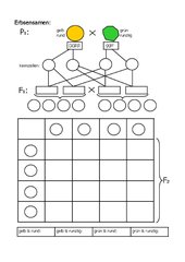 3. Mendelsche Regel (Folie)