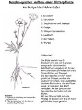 Arbeitsblatt zum morphologischen Aufbau einer Blütempflanze