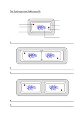 Unterrichtsentwurf Bakterienspaltung
