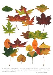 Blätter-Sammlung – Herbstlaub