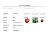 Schema zu Fruchtformen