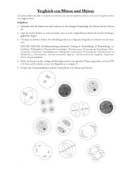 Arbeitsblatt Vergleich Mitose und Meiose mit Lösungen