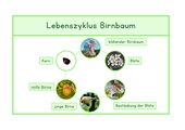 Lebenszyklus Birnbaum, Deutsch