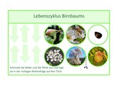 Arbeitsblätter zum Lebenszyklus eines Birnbaums, Deutsch