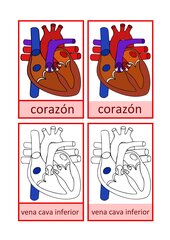 Anatomie menschliches Herz, Spanisch