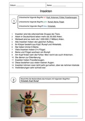 Arbeitsblatt Aufbau Insekt Lernförderschule