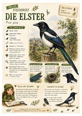 Elster – kostenloses Materialpaket für Sachunterricht & Naturbildung | Bella Wildherz Elster – kostenloses Materialpaket für Sachunterricht & Naturbildung | Bella Wildherz