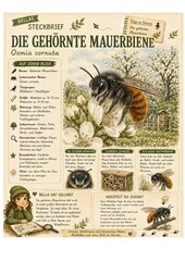 Mauerbiene – kostenloses Materialpaket für Sachunterricht & Naturbildung | Bella Wildherz