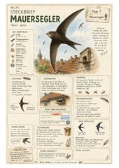 Mauersegler – kostenloses Materialpaket für Sachunterricht & Naturbildung Mauersegler – kostenloses Materialpaket für Sachunterricht & Naturbildung