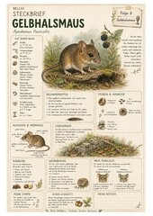 Gelbhalsmaus – kostenloses Materialpaket für Sachunterricht & Naturbildung Bella Wildherz Gelbhalsmaus – kostenloses Materialpaket für Sachunterricht & Naturbildung Bella Wildherz