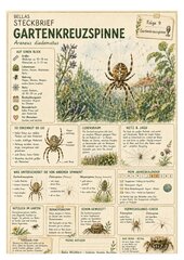 Gartenkreuzspinne – kostenloses Materialpaket für Sachunterricht & Naturbildung Bella Wildherz Gartenkreuzspinne – kostenloses Materialpaket für Sachunterricht & Naturbildung Bella Wildherz