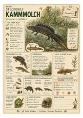 Kammmolch – kostenloses Materialpaket für Sachunterricht & Naturbildung Bella Wildherz Kammmolch – kostenloses Materialpaket für Sachunterricht & Naturbildung Bella Wildherz