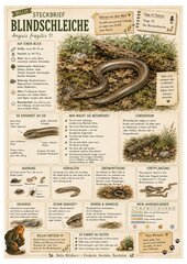 Blindschleiche – kostenloses Materialpaket für Sachunterricht & Naturbildung | Bella Wildherz Blindschleiche – kostenloses Materialpaket für Sachunterricht & Naturbildung | Bella Wildherz