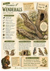 Wendehals - kostenloses Materialpaket für Sachunterricht & Naturbildung | Bella Wildherz