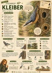 Kleiber – kostenloses Materialpaket für Sachunterricht & Naturbildung | Bella Wildherz