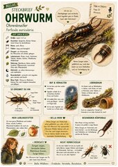 Ohrwurm – kostenloses Materialpaket für Sachunterricht & Naturbildung | Bella Wildherz Ohrwurm – kostenloses Materialpaket für Sachunterricht & Naturbildung | Bella Wildherz