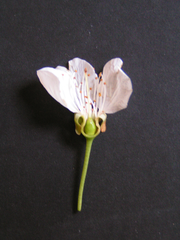 Blütenschnitt - Längsschnitt, Schnitt, Blüte, Fruchtknoten, unterständig