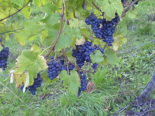 Blaue Weintrauben an den Reben - Herbst, Wein, Farben, blau, grün, gelb, Rebe, Weinrebe, Färbung, Traube, Weintraube, Trauben