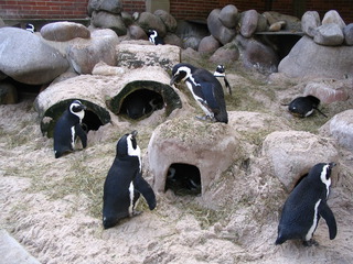 Zwergpinguine - Zwergpinguin, Pinguin, Seevogel, Landwirbeltier, Laufvogel
