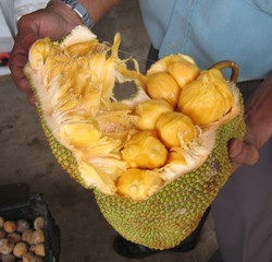 Jackfrucht_3: Fruchtfleisch - Frucht, Asien, Durian, Stinkfrucht, Käsefrucht, Stacheln, Zibetbaum, Heilpflanze