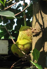 Jackfrucht_2 - Jackfrucht, Jaca, tropische Frucht, Maulbeergewächse, Artocarpus heterophyllus
