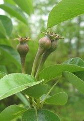 Birne - Birne, Birnbaum, Frucht, Kernobst, Blüte