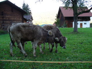 Schweizer Kuh - Flüeli, Schweiz, Alm, junge Kuh, Kuhglocke, Holzhütte, zwei, Weide, Kalb