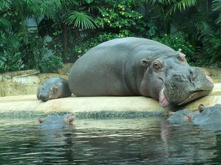 Flusspferde - Flusspferd, Nilpferd, Hippo, Mutter, Jungtier, liegen, ruhen, schlafen, schlummern