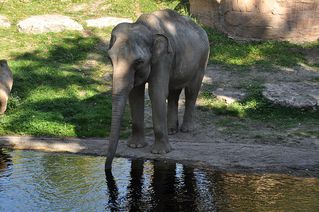 Elefantenbad # 1 - Elefant, Dickhäuter, Säugetier, Rüssel, Pflanzenfresser, grau, baden, Bad, Wasser