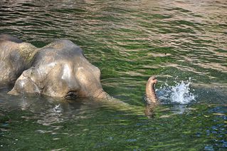 Elefantenbad # 4 - Elefant, Dickhäuter, Säugetier, Rüssel, Pflanzenfresser, grau, baden, Bad, Wasser