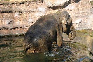 Elefantenbad # 5 - Elefant, Dickhäuter, Säugetier, Rüssel, Pflanzenfresser, grau, baden, Bad, Wasser