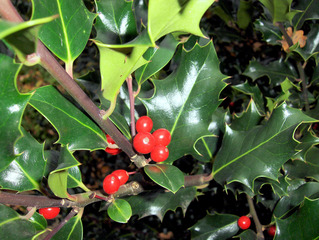 Ilex - Stechpalme, Ilex, Blätter, Beeren, rot, grün, ungenießbar, Strauch, Weihnachtsschmuck, immergrün, giftig, Giftpflanze, zweihäusig, weiblich, Herbst