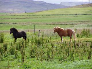 Islandpferde - Pferd, Tölt, Pass, Island, Tier, Kleinpferderasse, reiten, Nutztier, Haustier, Kleinpferd, Pferde, Islandpferde