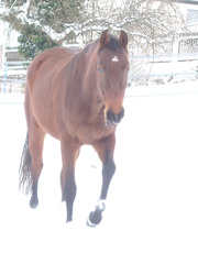 Pferd im Schnee - Pferd, Winter, Koppel