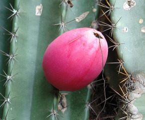 Kaktusfrucht - Kaktusfrucht, Kaktus, Ellipsoid, exotisch, Frucht, Kaktusfeige, Feigenkaktus, Kakteengewächs, Opuntie