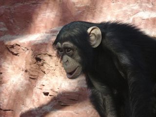 Schimpanse - Schimpanse, Schimpansen, Menschenaffen, Hominidae, Affen, sitzen, klettern, Allesfresser, Wildtier, Afrika, Primat, Jungtier
