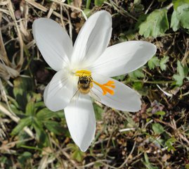 Frühlingsbote: Krokus - Krokus, Frühling, Frühlingsblüher, weiß, Biene, Nahrungssuche
