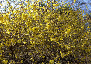 Forsythie 1 - Forsythie, Forsythien, Strauch, Zierstrauch, Busch, Frühling, Frühjahr, Blüte, Blüten, gelb