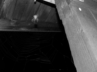 Kreuzspinne im Netz - Spinnentiere, Spinnen, Radnetzspinnen, Kreuzspinne, Gartenkreuzspinne, Beutefang mit Netz, Spinnennetz