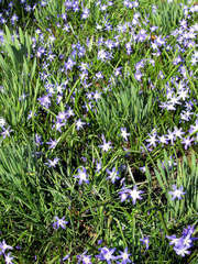 Blaustern #2 - Scilla, Szilla, blau, Blüten, Blume, Park, Frühling, Frühjahr
