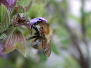 Wildbiene - Wildbiene, Insekten, Bienen, Biene, Salbei, Hautflügler, Nektar, Tracht