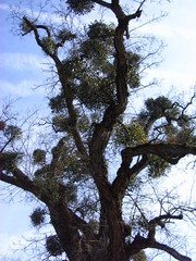 Baum mit Misteln #2 - Mistel, Sandelholzgewächs, Halbschmarotzer