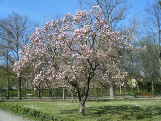 Magnolienbaum - Magnolie, Tulpenbaum, Frühling, Blüte, blühen, rosa, zart