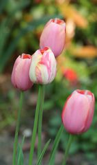 Tulpen - Frühling, Frühjahr, Frühblüher, Tulpe, Blüte, Zwiebelgewächs