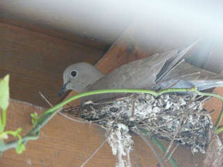Taube im Nest - Nest, Taube, Vogel, nisten, brüten