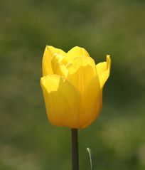 Tulpe - Frühling, Frühjahr, Frühblüher, Tulpe, Blüte, Zwiebelgewächs, Meditation, Schreibanlass, gelb